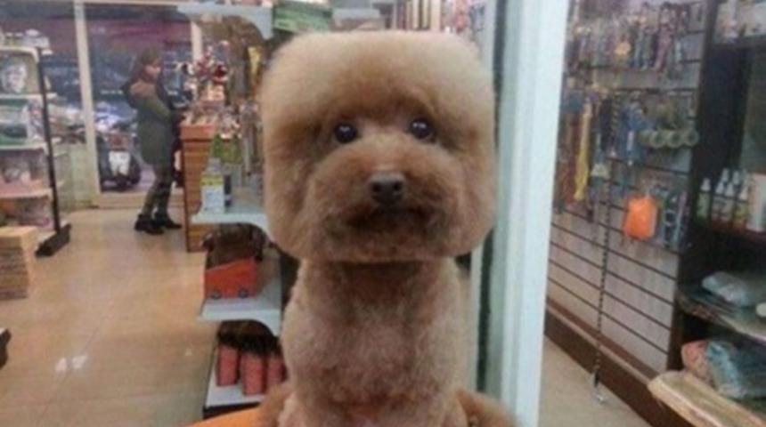 Tayvan'da Yeni Moda Kare Kafalı K&ouml;pekler