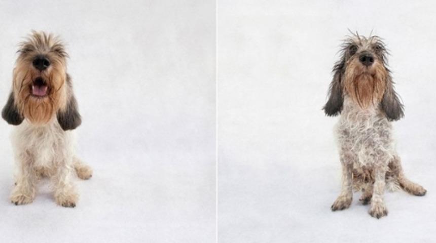 Banyodan &Ouml;nce Ve Sonra 10 K&ouml;pek Fotoğrafı