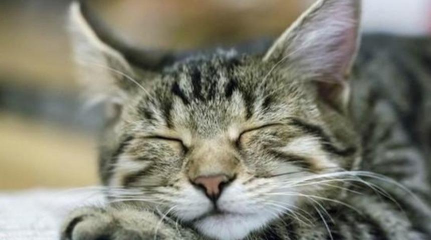 Hayvanlar R&uuml;yalarında Ne G&ouml;r&uuml;r?