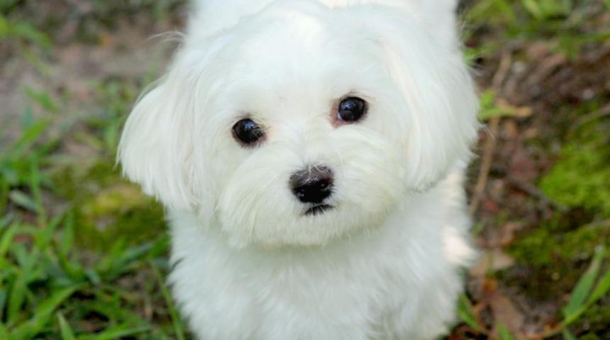 Malta Terrier Sahibi Olmanın B&uuml;t&uuml;n Dertlerinizi Unutturacağının Kanıtı 17+ Fotoğraf