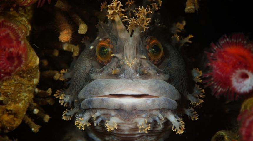 Sualtı D&uuml;nyasından Aklınızı Alacak 10 Makro Fotoğraf