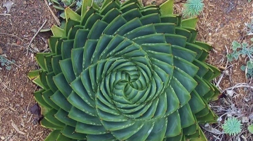 Simetri Hayranları i&ccedil;in 20 Muhteşem Geometrik Bitki