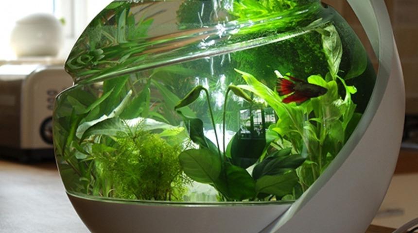 Sizi Hi&ccedil; Uğraştırmadan Kendi Kendini Temizleyebilen Bir Akvaryum İster Miydiniz?