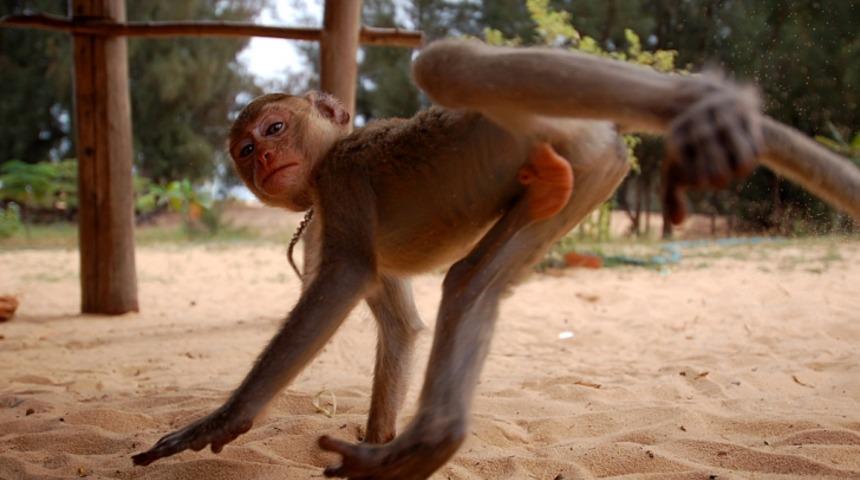 Bu Maymun Kendisine Hareket &Ccedil;eken Adama D&ouml;ner Tekme Attı