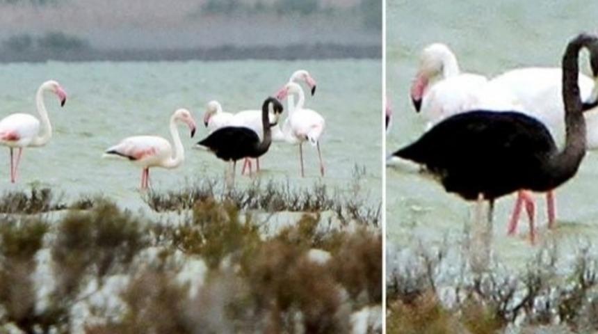 D&uuml;nyanın Tek Siyah Flamingosu