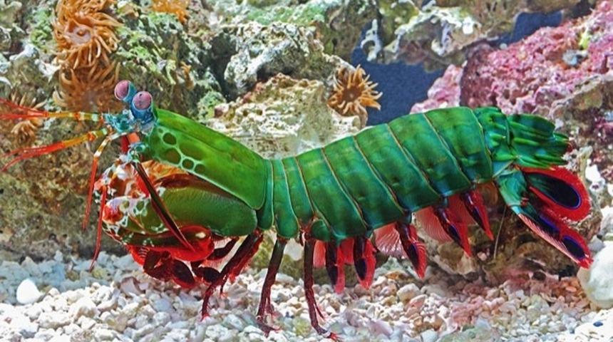 D&uuml;nyadaki En G&uuml;&ccedil;l&uuml; Yumruğu Minicik Bir Karidesin Atabildiğni Biliyor Muydunuz? 