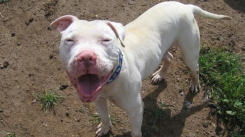 Yavru Yerine İhtiyar Bir K&ouml;pek Sahiplenmek İ&ccedil;in 11 İkna Edici Neden