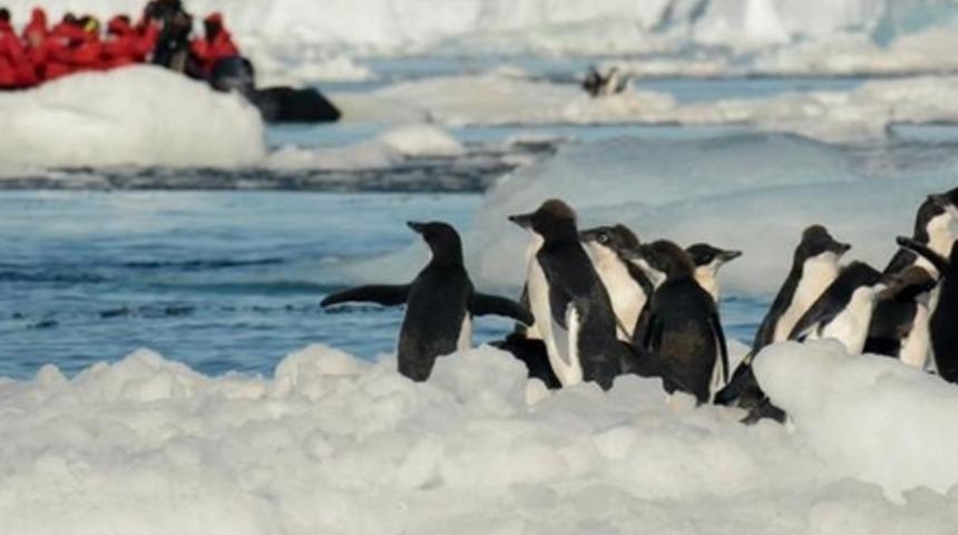 Antarktika&rsquo;da Kameraya 'G&uuml;l&uuml;mseyen' Penguenler