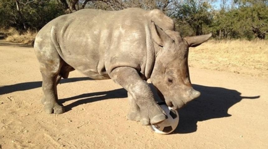 Oyun Zamanı Dendiğinde Kendini Kaybeden 21 Hayvan
