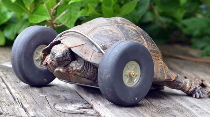 90 Yaşındaki Kaplumbağanın Bacaklarına Protez Takıldı!