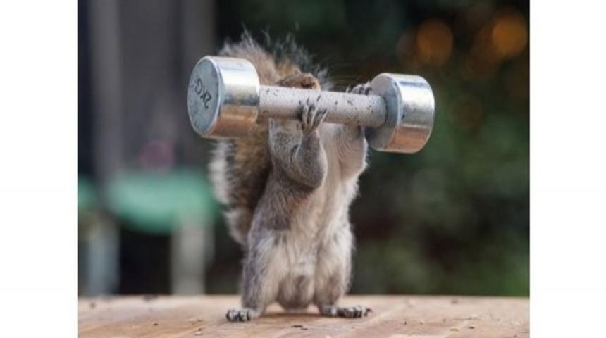 Ağırlık Kaldıran Sincap 