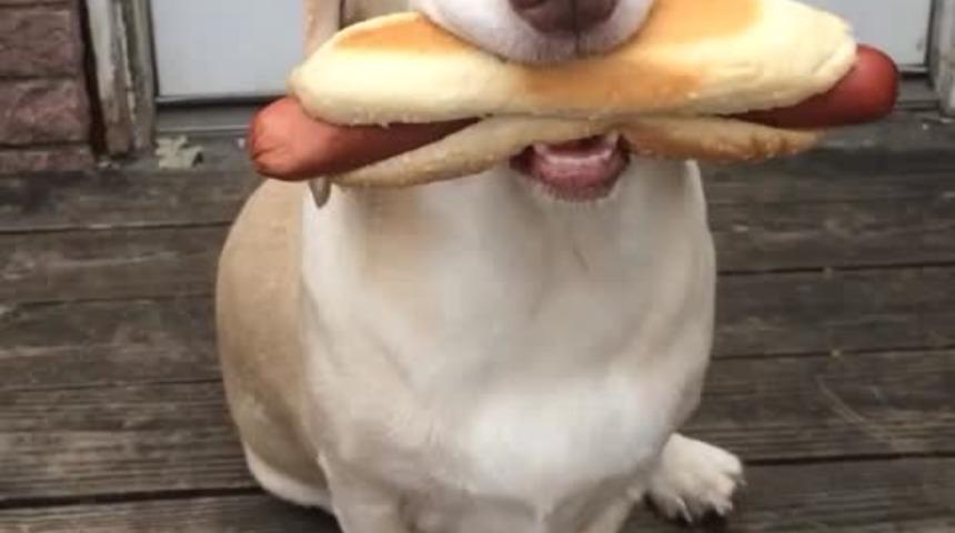  Yemeğe Bile &Uuml;şenen K&ouml;pek Fenomen Oldu!