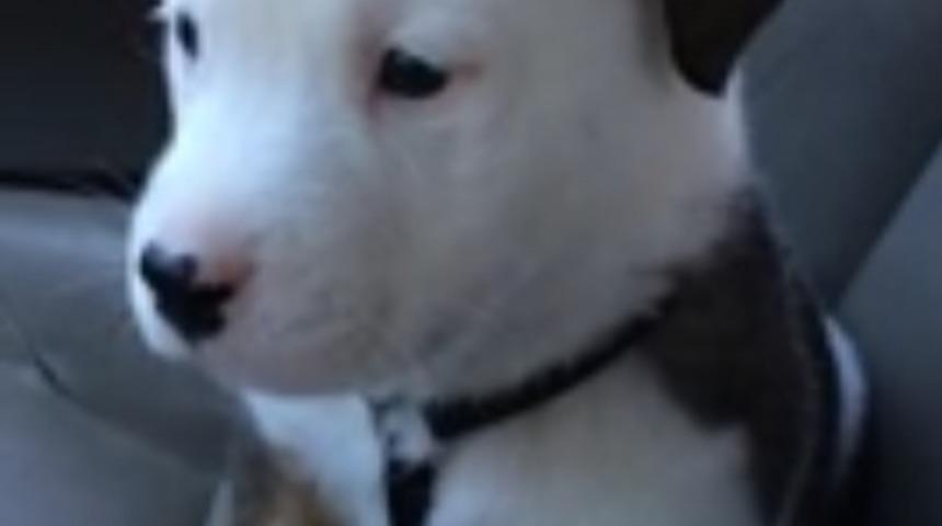 Yavru K&ouml;pek Hı&ccedil;kırığını Tutamıyor