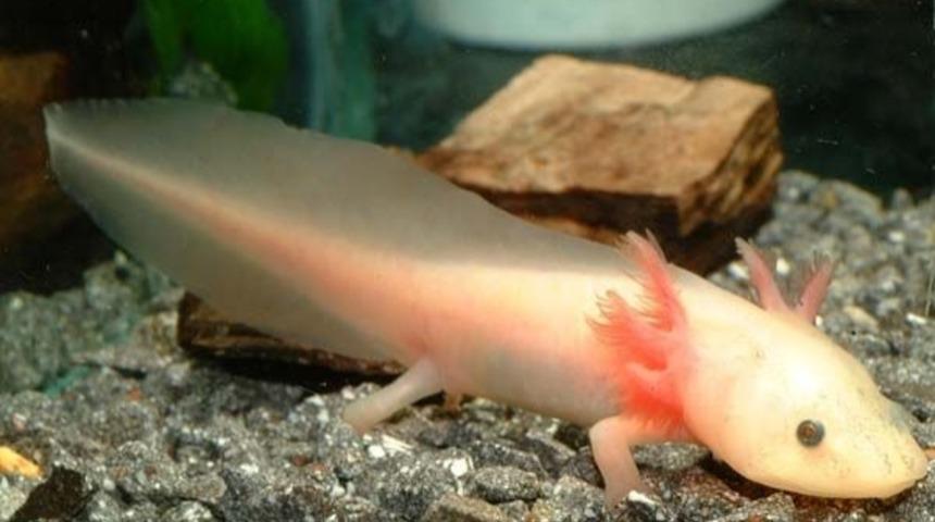 Birbirinden İlgin&ccedil; S&uuml;per G&uuml;&ccedil;leri Olan 10 Hayvan