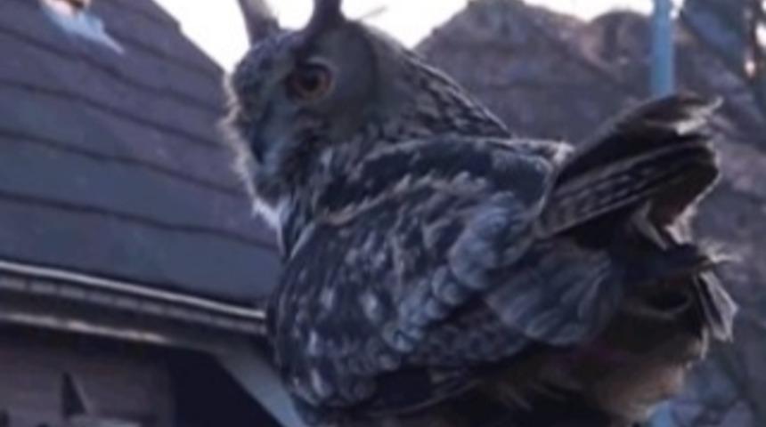 Başımızın &Uuml;st&uuml;nde Yeri Olan Baykuş