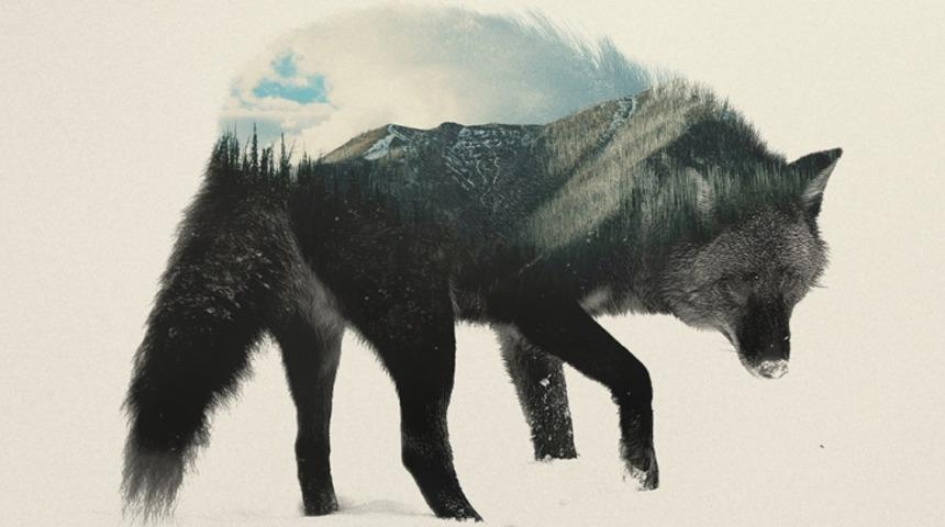 Hayvanlarla Doğanın İ&ccedil; İ&ccedil;e Ge&ccedil;tiği Portreler