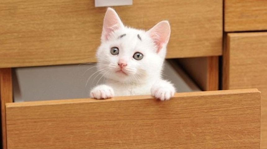 8 Haftalık Şaşkın Kaşlarla Doğan Bu Kedi Kadar Tatlısı Yok