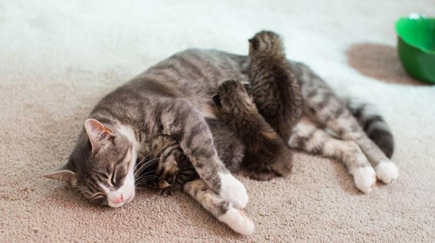 Bu Anne Kedi Yavrularını Kaybedince Başka Yavruları Sahiplenmiş