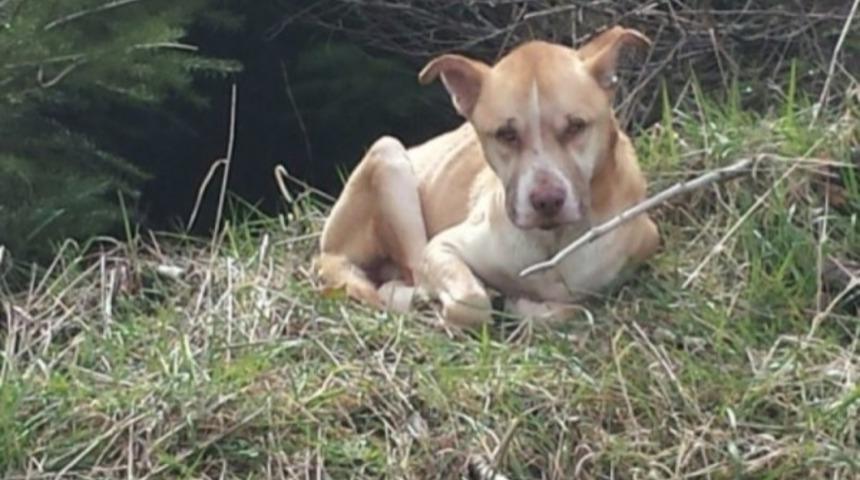 Bu Köpeğin Hikayesine Çok Duygulanacaksınız