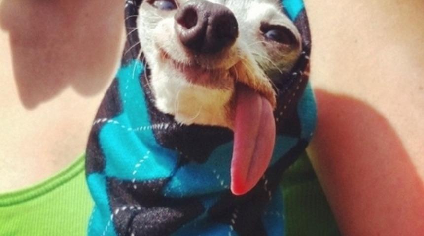 Ice Age'in Tembel Hayvanı Sid'e &Ccedil;ok Benzeyen Sevimli K&ouml;pek Zappa