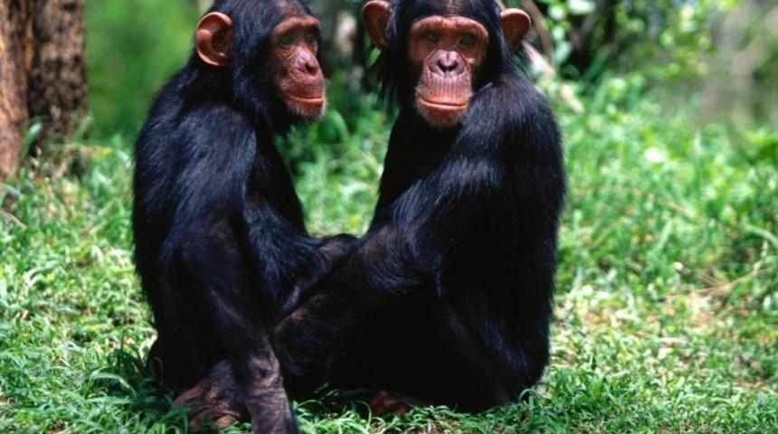 Tarihte İlk Kez &ldquo;İnsan Olmayan&rdquo; Bireyler Olarak Mahkeme Tarafından Değerlendirildi