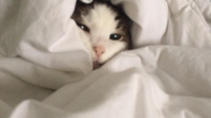 Kedilerle Canlandırılan Bir İş Günü