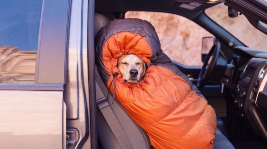 Bu Fotoğrafçı Kurtardığı Köpeği Sahiplenip Onunla Seyahate Çıkmış
