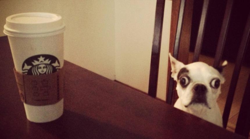 Size Ajitasyon Yapsalar Da Köpeklere Asla Verilmemesi Gereken 6 Yiyecek