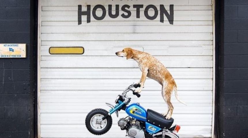 Maddie Dünyaya Köpek Olarak Gelmiş Bir İnsan!