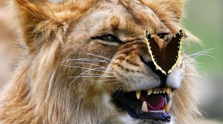 Kelebekler ve Hayvanların Ger&ccedil;ek&uuml;st&uuml; Aşkı