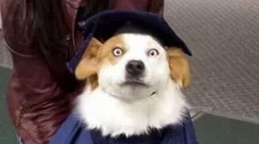 Bir An &Ouml;nce Mezun Olmak İsteyen 20 K&ouml;pek