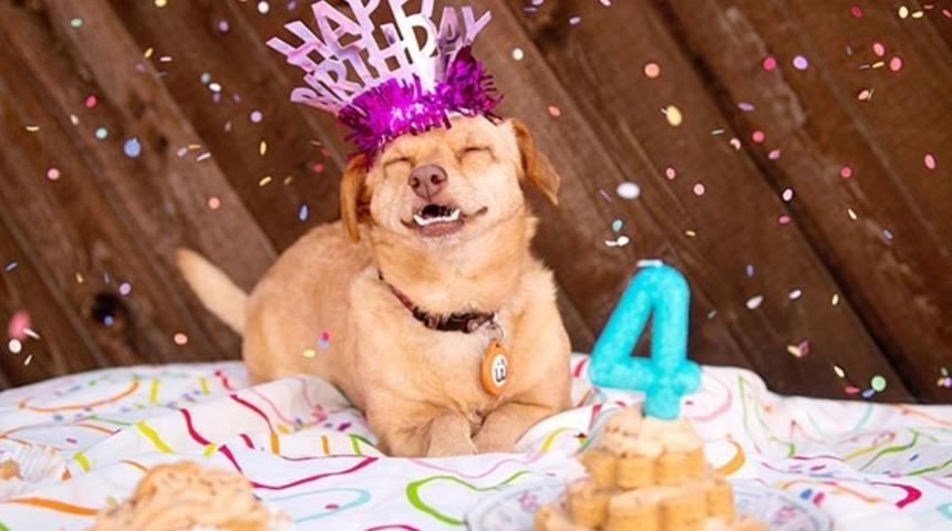 &Ouml;tenaziden Kurtulan K&ouml;pek Mutlu Mutlu Tekerlekli Sandalye'de Gidiyor!