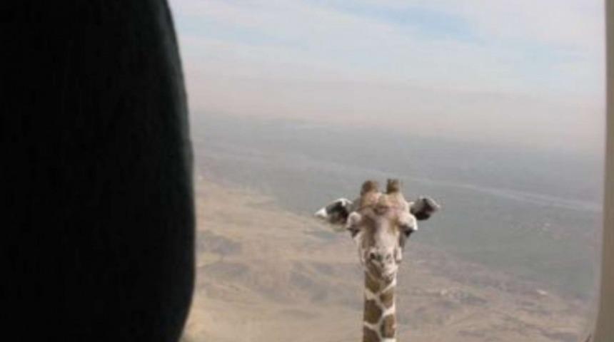 Lamarck Haklı Mıydı? Sonradan Kazanılan &Ouml;zellikler K&uuml;&ccedil;&uuml;k RNA'larla Kalıtılabilir!