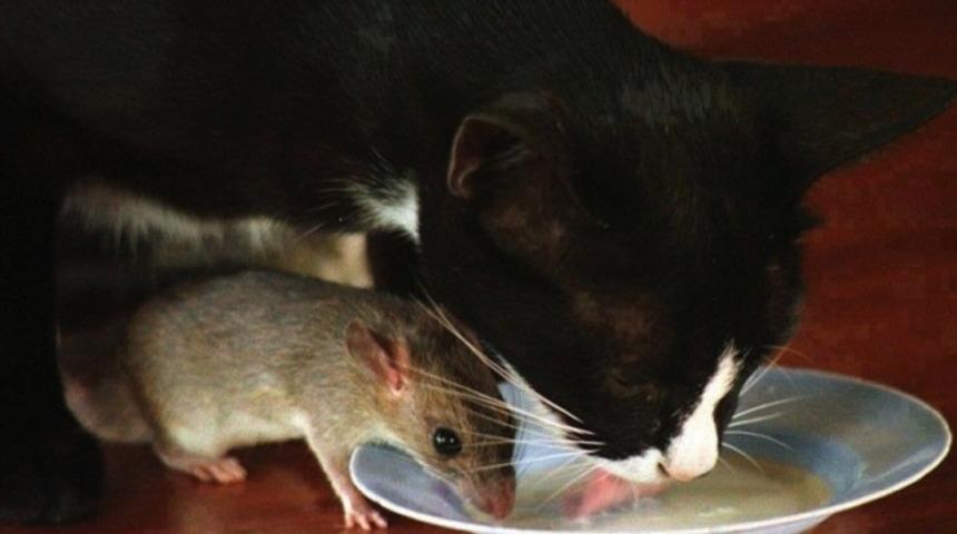 "Ger&ccedil;ek Dostluk"...Bu Fotoğraflarda "Photoshop" Yok