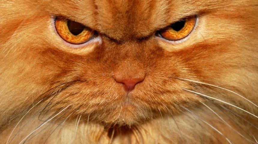 Kedilerin Nefret Ettiği 10 Şey