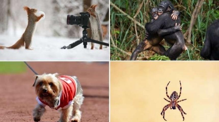 Yery&uuml;z&uuml;n&uuml;n En Akıllı Hayvanları