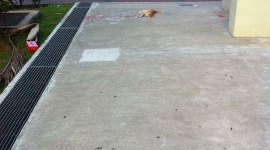 Bu Kediciğe Olanları &Ouml;ğrenince &Ccedil;ok Şaşıracaksınız