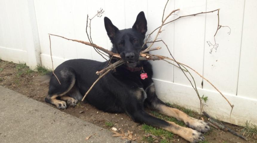 K&ouml;peklerin Şapşik Olduğunu 25 Şıkla Kanıtlıyoruz!