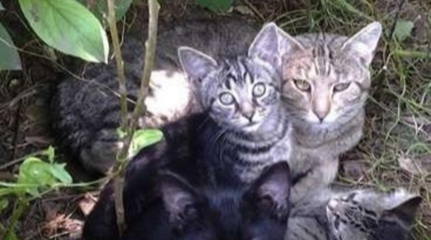 Tam Ortasında Basılmış 12 Gizli Kedi Toplantısı