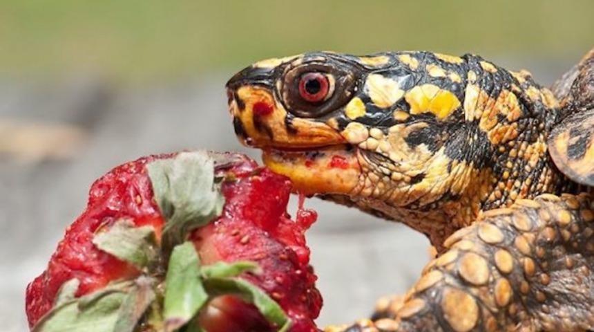 &Ccedil;ilek Yerken Korku Filminde Başrol Oynuyormuşa D&ouml;nen Hayvanlarla Triplere Girin!