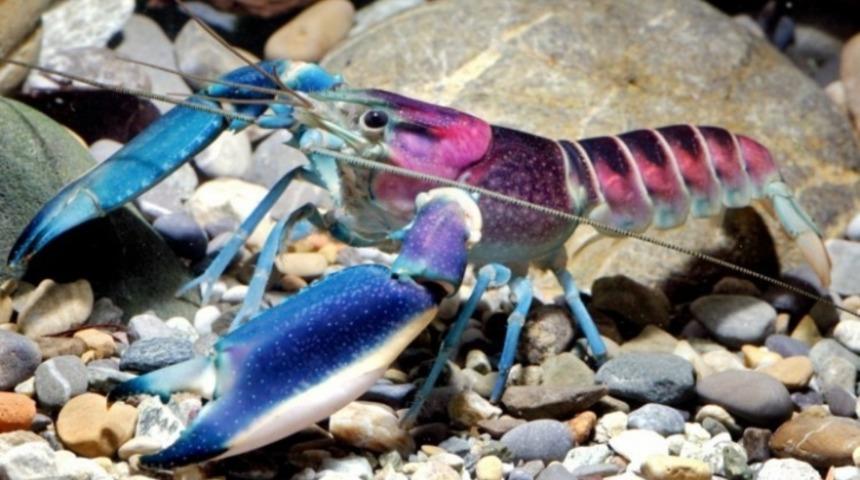 Endonezya'da Yeni Bir Sualtı T&uuml;r&uuml; Bulundu