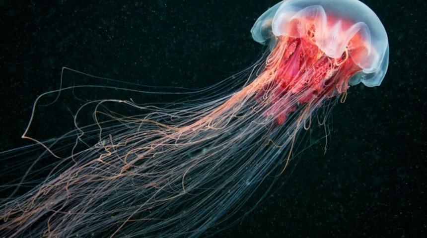 Denizanaları D&uuml;nyayı Ele Ge&ccedil;iriyor