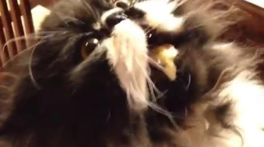 Dondurmayı Seven Kedinin İnanılmaz Tepkileri