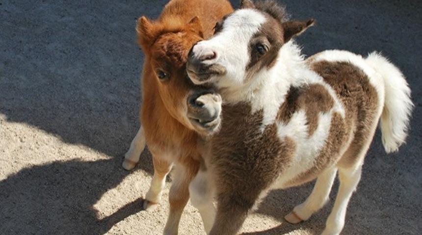 Minyat&uuml;r At Olur Mu? Olur!  Birbirinden Sevimli Minyat&uuml;r Atlar