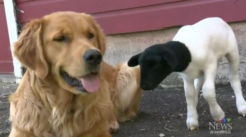Bu K&ouml;pek, Kuzuya Annelik Yapıyor