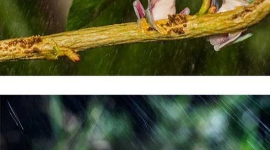 Doğal Şemsiyesi olan 15 Hayvan