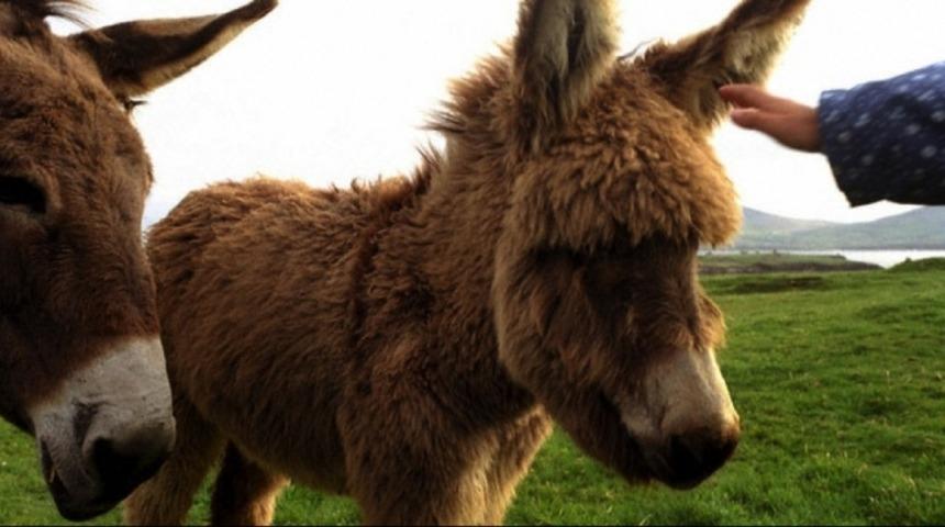 Fransa&rsquo;dan T&uuml;rkiye&rsquo;ye Eşek S&uuml;t&uuml; İ&ccedil;in Akın Ediyorlar