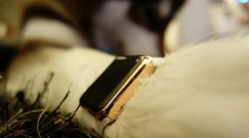 Bu K&ouml;peğin İki Tane Altın Apple Watch'u Var