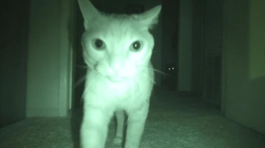 Siz Uyurken Kedinizin Ne Yaptığını Merak Ediyor Musunuz?