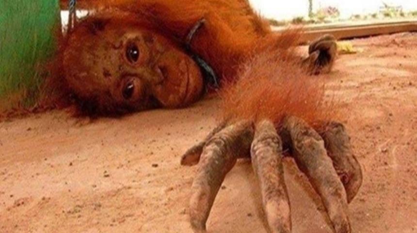 Bu Fotoğrafta Bir Tecav&uuml;z Mağduru Var!